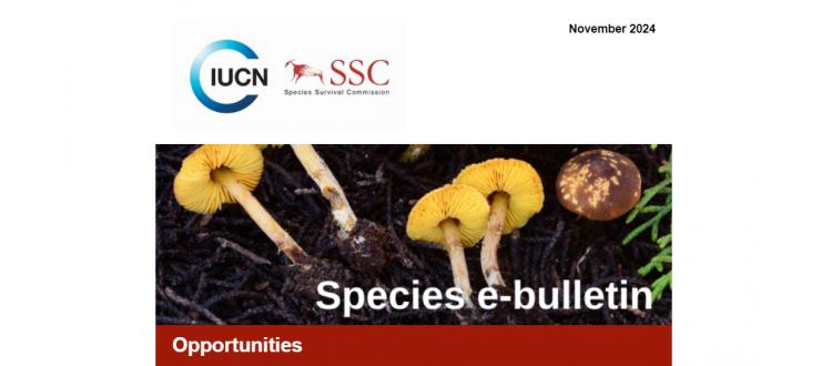 IUCN SSC: Species E-Bulletin, November 2024