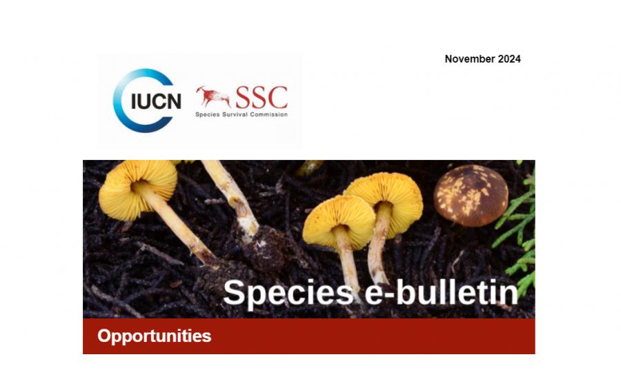 IUCN SSC: Species E-Bulletin, November 2024