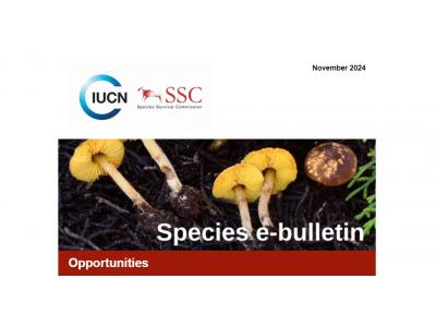 IUCN SSC: Species E-Bulletin, November 2024