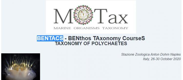 BENTACS - BENthos TAxonomy CourseS - Taxonomy of Polychaetes