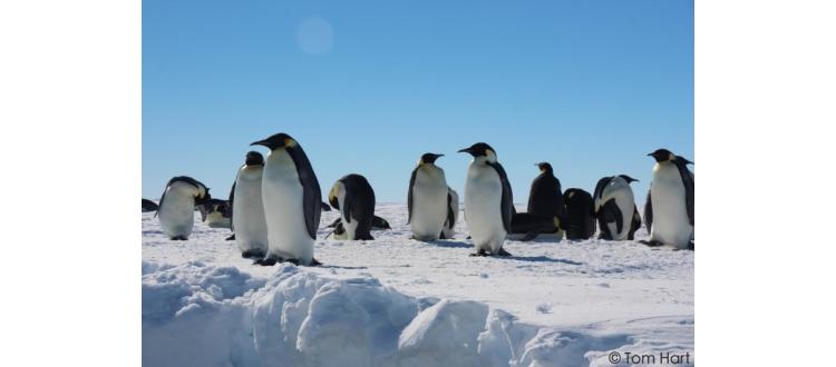 PhD position in population genomics and adaptation in penguins